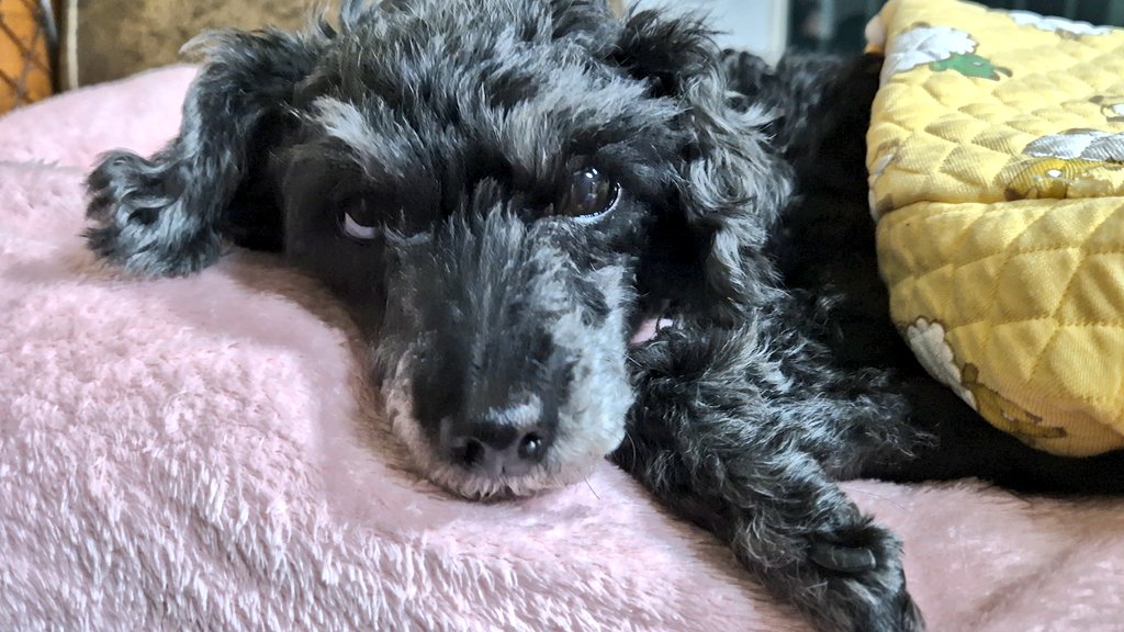 맨날 소파 팔걸이에 누워있어~~