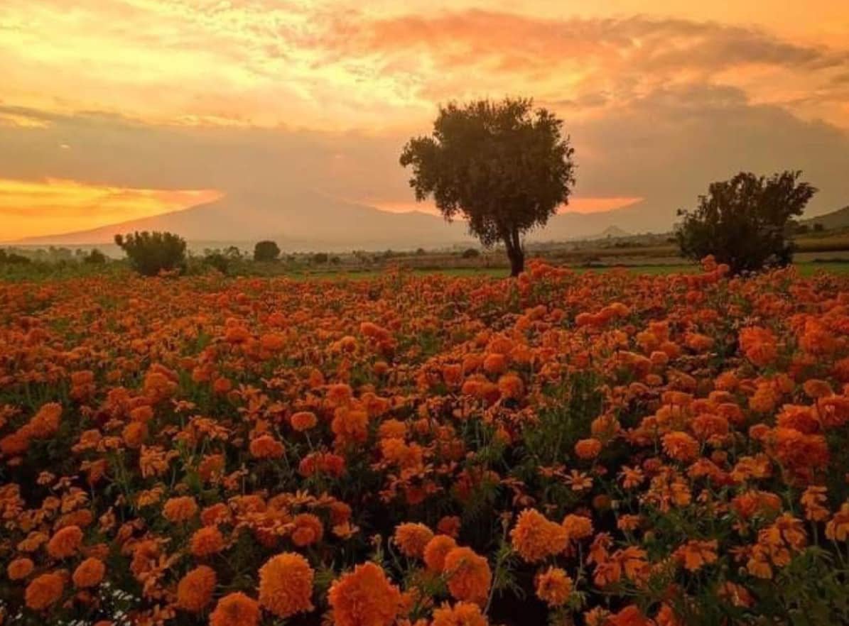 artindetails's tweet photo. in a field of flowers https://t.co/awj4QqHCPA
