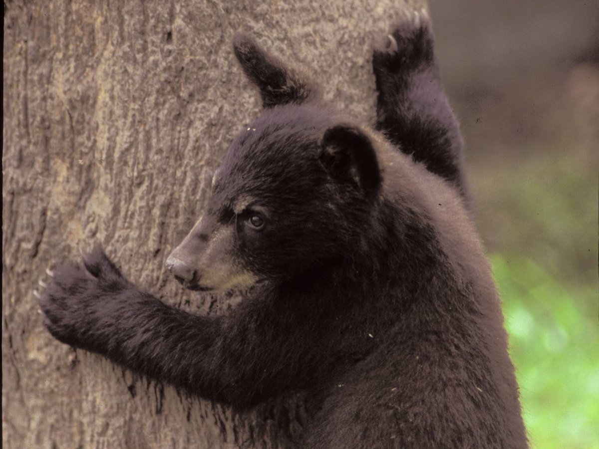 Park biologists actively deter bears that show signs of food-conditioning. This helps prevent the need for bears to be relocated. Tracking bears in the Great Smokies and beyond is helping scientists discover the fates of relocated bears. nationalparks.org/stories/bear-t…

📸: Gary Carter
