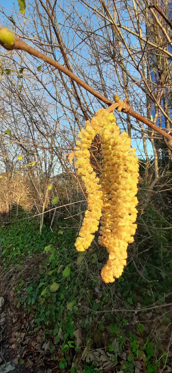 Hazel catkin, the male flower, out early. But the darling, is the tiny red star like female flower, that will appear later but maybe sooner than usual. Keep an eye out.