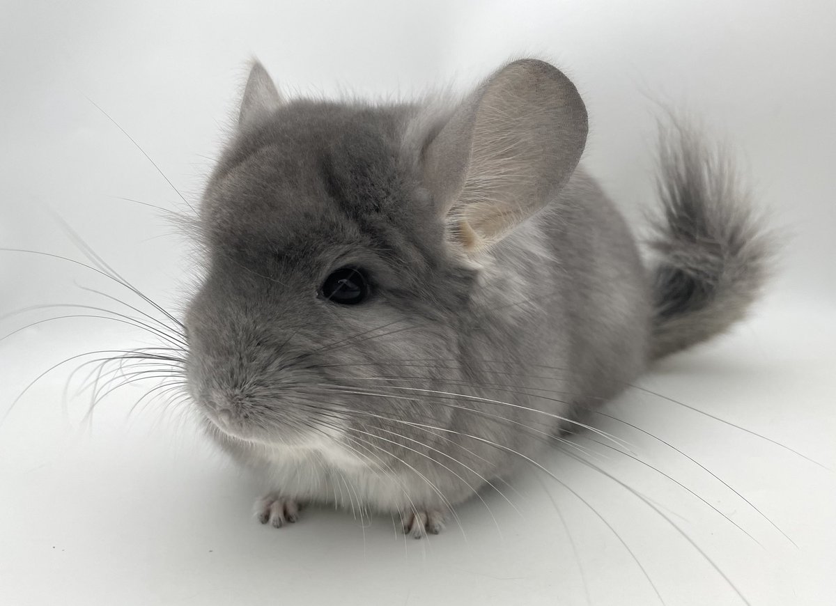 mou_pet's tweet photo. 🐭販売中のチンチラ紹介🐭
 
アンゴラチンチラ
バイオレット　男の子
 
2023年10月26日　日本生まれ
健康診断・口腔検査・検便済
https://t.co/GPZY0fiK3t
 
まん丸なお顔のバイオレットアンゴラ💜
とても穏やかで優しい性格
カイカイ少し出来ます✨
 
#アンゴラチンチラ
#アンゴラチンチラ販売 https://t.co/Kdx320w810