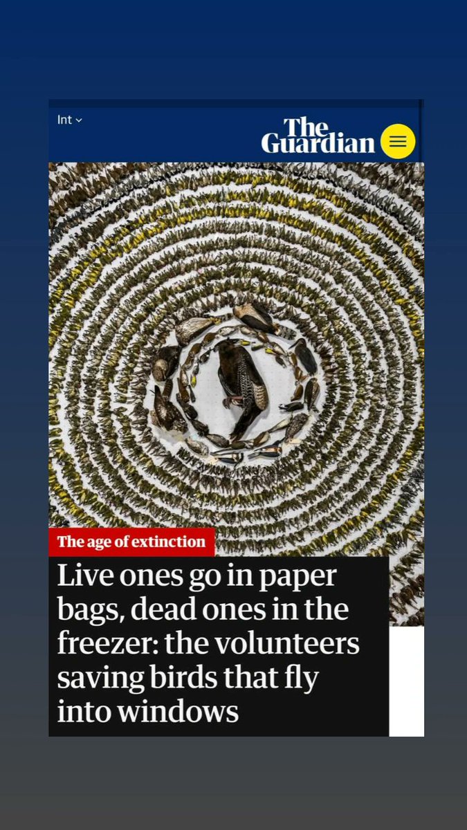 We are supremely grateful to Patricia and to all the volunteers who have helped us save birds' lives. Their dedication and resilience is recognized by The Guardian. Thank you to all who volunteer, not just for FLAP but for all the other bird collision organizations.