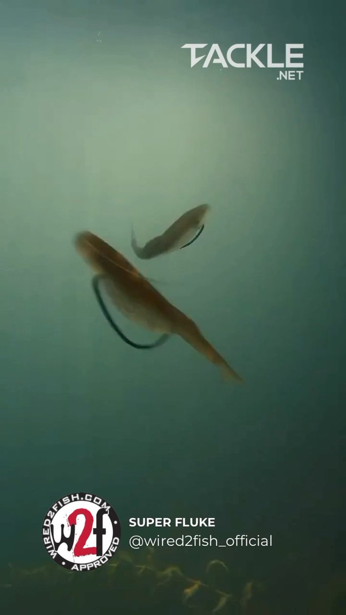 tackle_net's tweet image. Bossin’ around🔥 @wired2fish_official 🎣 . . . #custombaits #swimbait #customswimbaits #handmadelures #customlures #baitmaking #bigfish #fisherman #fishingtrip #luremaking #fishinglure #fishinglures #lurebuilding #bassfishing… instagram.com/reel/DEfG74SMx… tackle.net