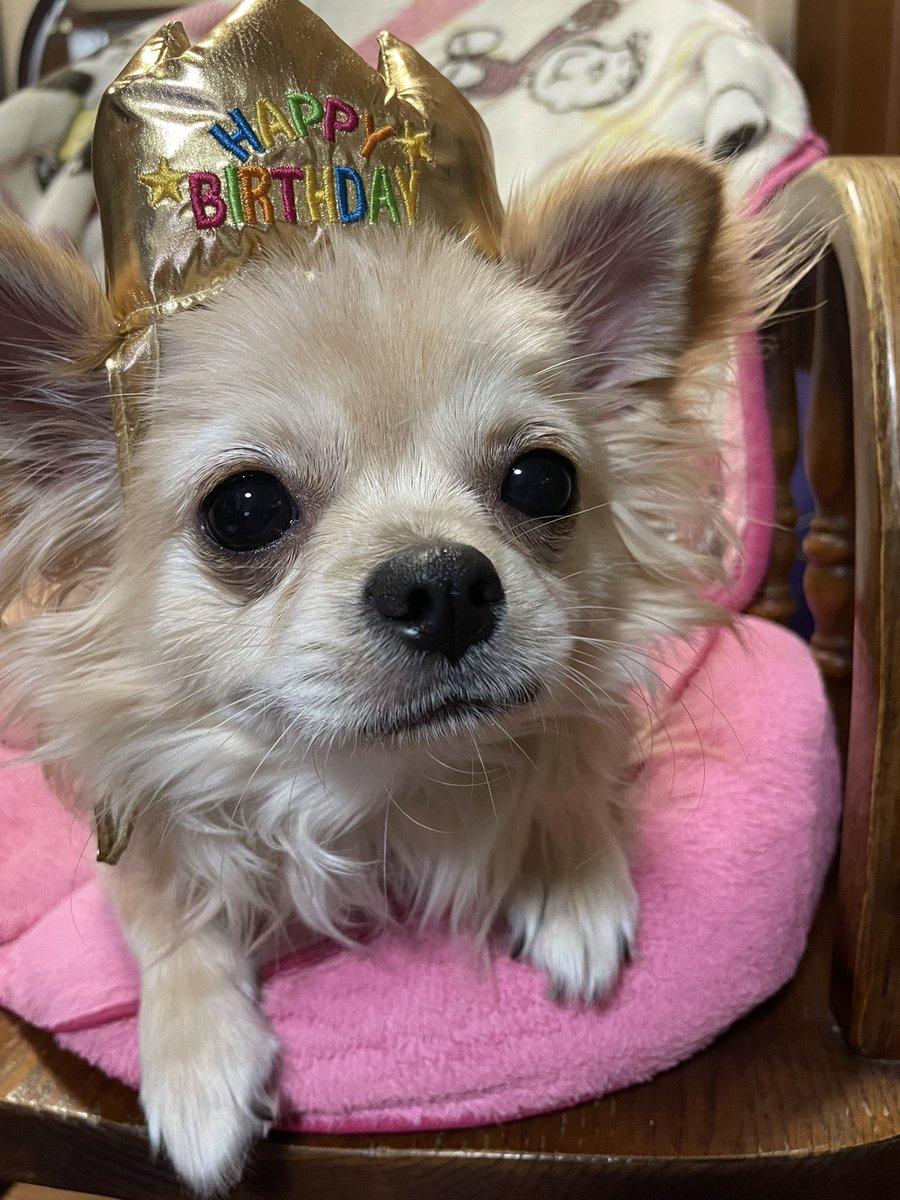 チワワのかため・あくび🐶日記 tweet media