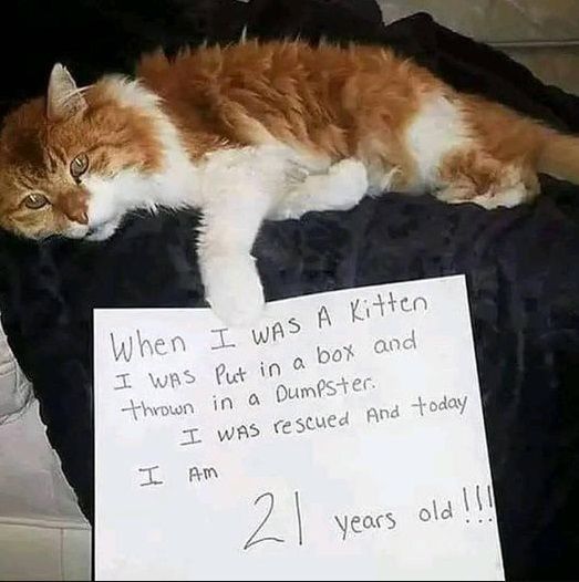 catsnkittys's tweet photo. ❤️ ❤️ ❤️ https://t.co/qBCxv4iL4a