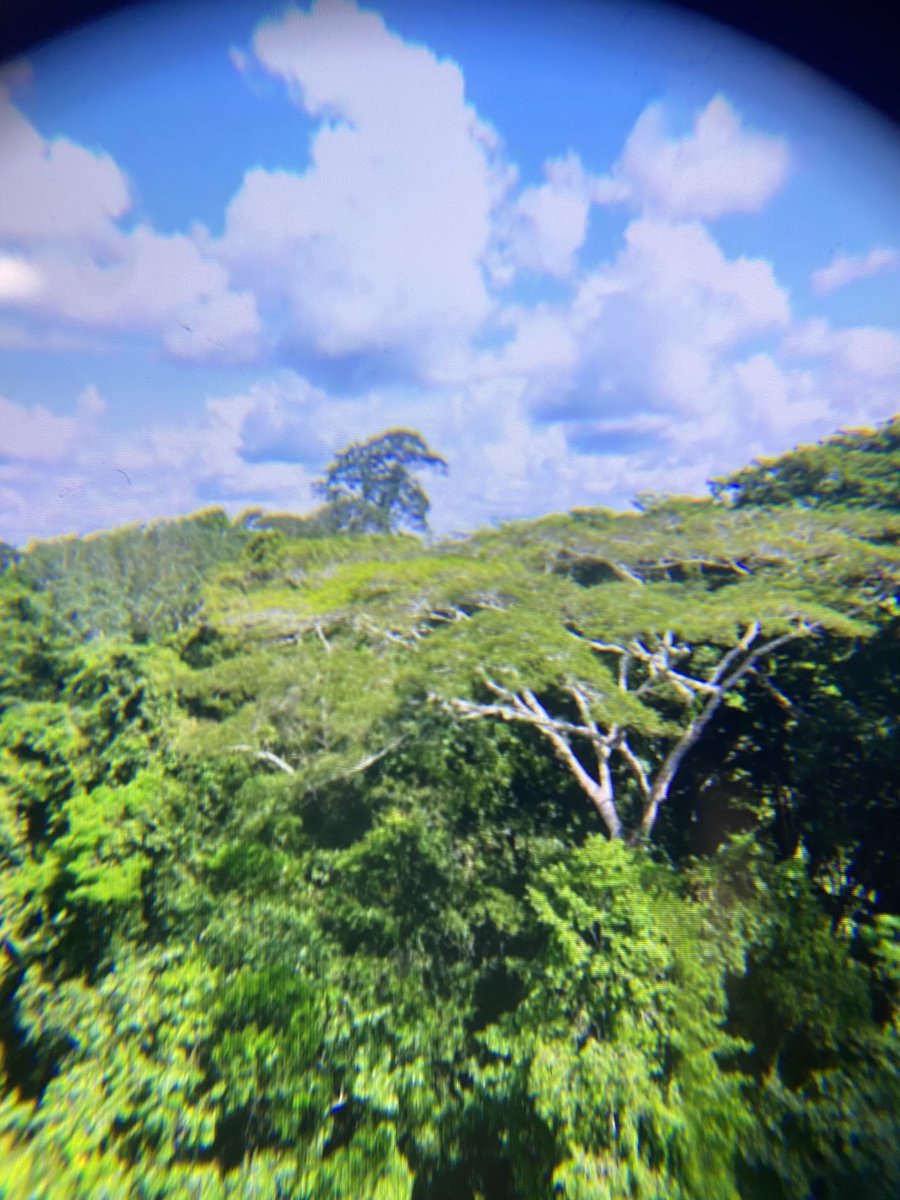 We use VR goggles to take virtual field trips to wherever Jack and Annie are going! This helps students visualize while we are reading and extend their background knowledge. They were trying to find Jack and Annie in the rainforest!