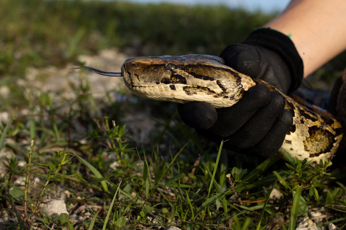 MyFWC's tweet image. Check out our free, virtual Python Patrol training TONIGHT, 7-8 & learn about #invasive Burmese #pythons: myfwc.com/wildlifehabita….