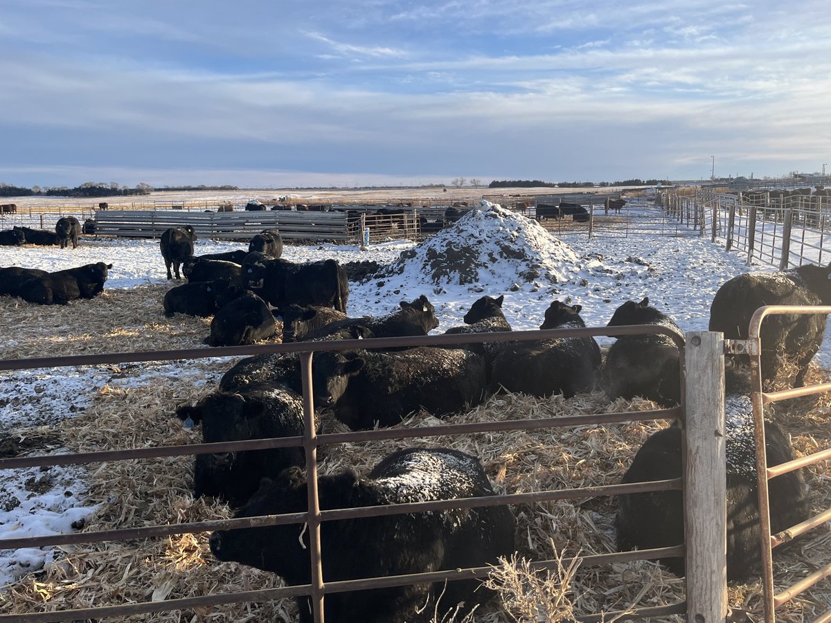 thesteerman's tweet image. Generally not a huge fan of bedding fat cattle but trying to keep these big cattle that ship out soon comfortable. Temps are -10 real feel in the morning all week. If the bedding saves $1 lb of body weight at $2 sale price it pays for itself.