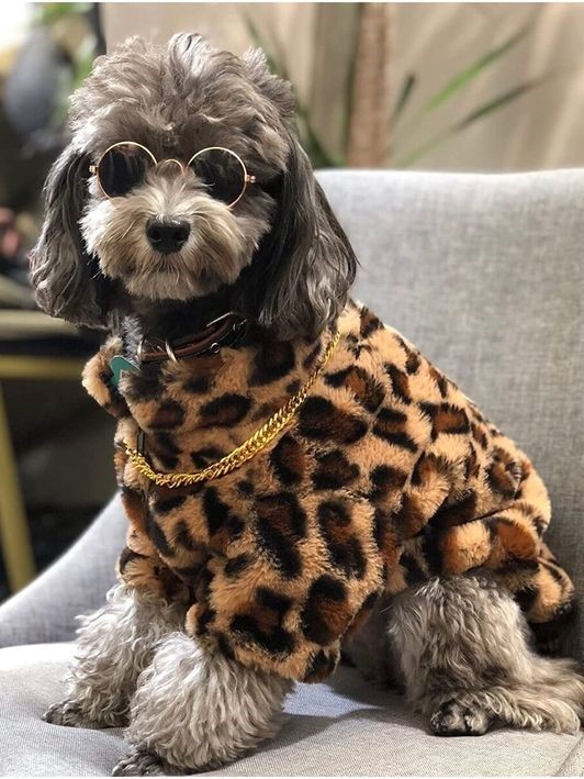 🐆