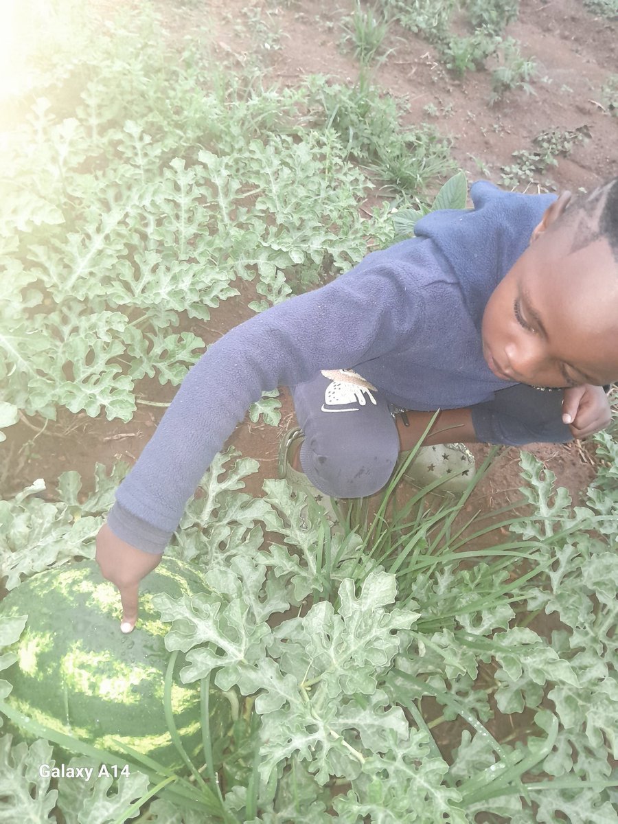 GoompyFresh's tweet image. We always inspect our field with my young farmer.