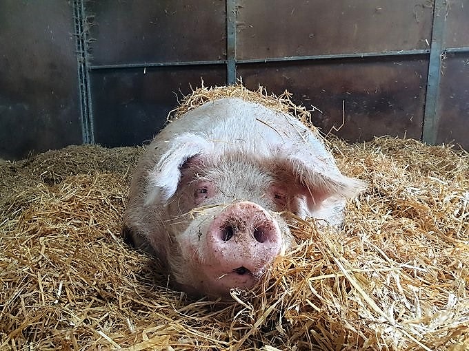 Kim Rathbone (@rathbonekim) on Twitter photo Pigoneer Pig Of The Day Little Fella!
One of 99 rescue pigs <a href="/BTWsanctuary/">Beneath The Wood Sanctuary Ⓥ 𓃟 Pigoneer</a>. Cute Little Fella is sensitive and intelligent and enjoying life at the Sanctuary.
Funds are low help keep him secure join the Pigoneers for as little as £2.50/$3.50 a month⬇️ globalvegancrowdfunder.org/pigoneer-2000-… Pigoneer Pig Of The Day Little Fella!
One of 99 rescue pigs <a href="/BTWsanctuary/">Beneath The Wood Sanctuary Ⓥ 𓃟 Pigoneer</a>. Cute Little Fella is sensitive and intelligent and enjoying life at the Sanctuary.
Funds are low help keep him secure join the Pigoneers for as little as £2.50/$3.50 a month⬇️ globalvegancrowdfunder.org/pigoneer-2000-…