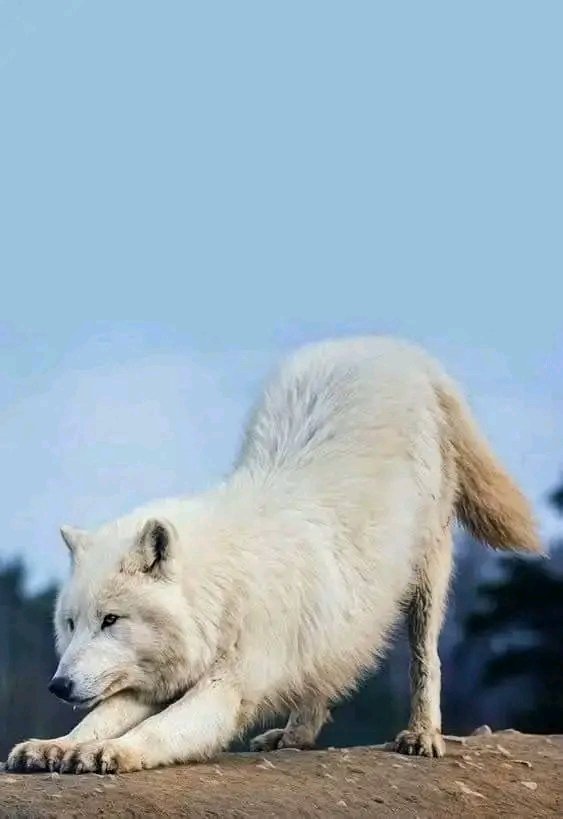 wolf lovers tweet media