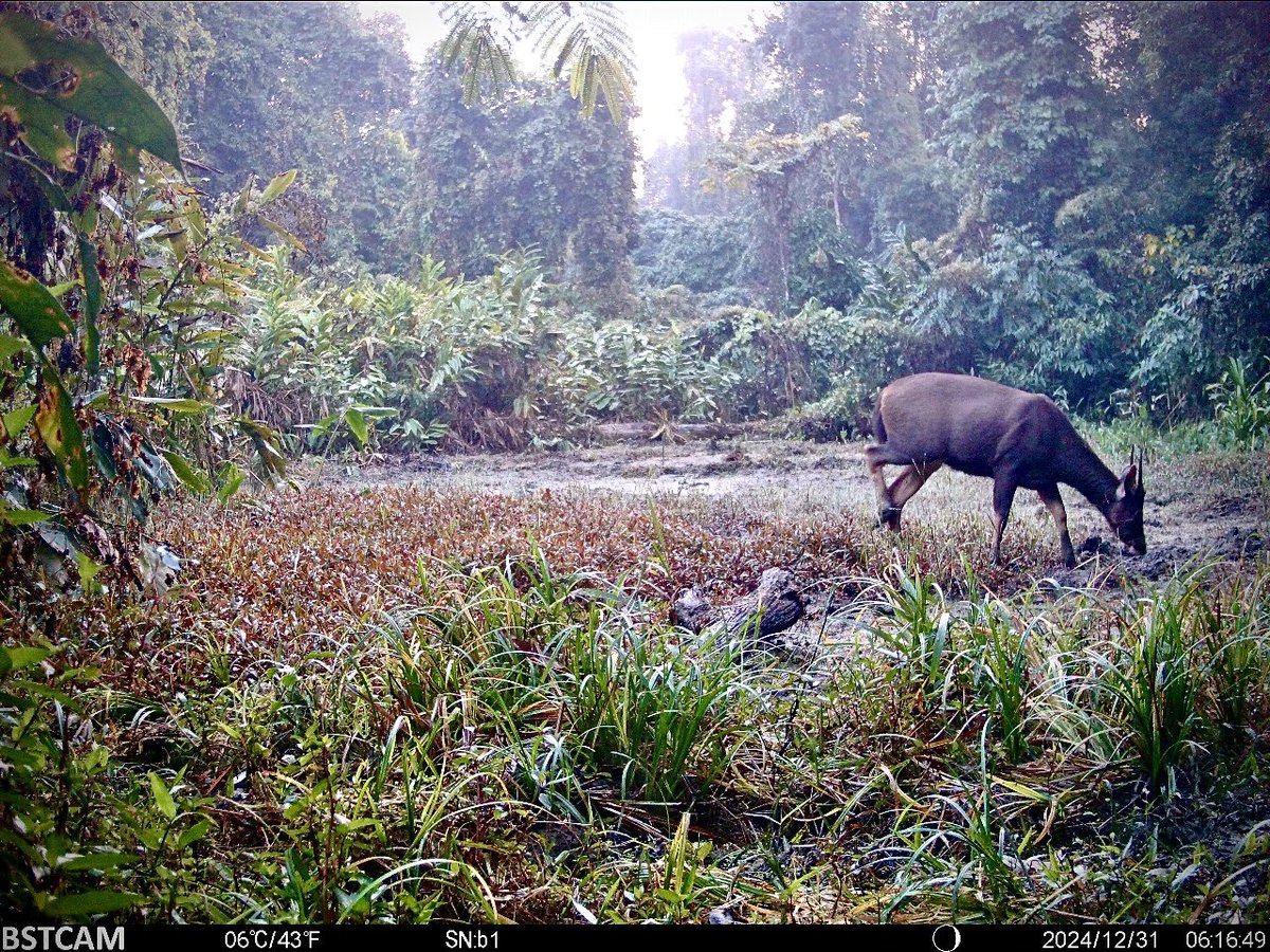 DFOSonitpurEast's tweet photo. 🌿Rare Sighting!🌿
A Himalayan Serow (Capricornis sumatraensis thar) was captured on a camera trap in Behali WLS(P) of this division.This highlights the sanctuary’s rich biodiversity.
📸Date: 31/12/2024, Time: 6:00 AM
#WildlifeConservation #Biodiversity #HimalayanSerow #BehaliWLS https://t.co/UuXsz0evrQ