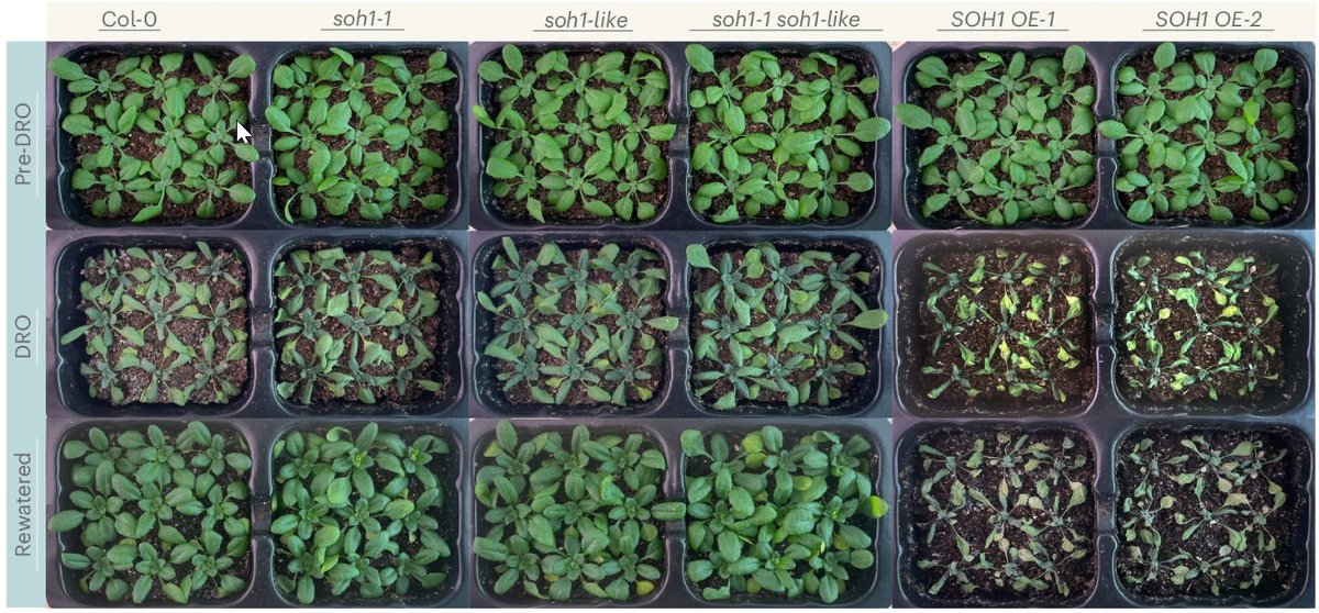 New Letter: "Deciphering the core shunt mechanism in Arabidopsis cuticular wax biosynthesis and its role in plant environmental adaptation" rdcu.be/d5riB

With News&amp;Views: "Plant cuticle: How plants adapt surface lipids to environmental changes" rdcu.be/d5riE