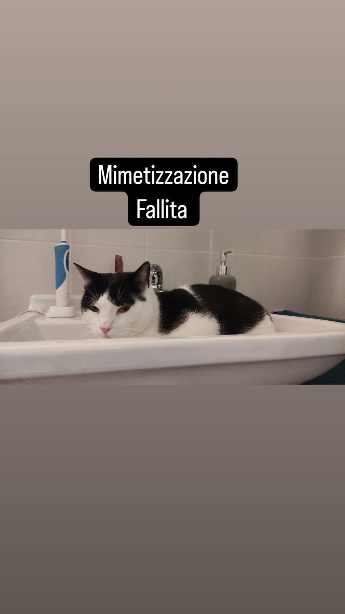 MySchrodyCat's tweet photo. @PostsOfCats https://t.co/CL3VYPokfa