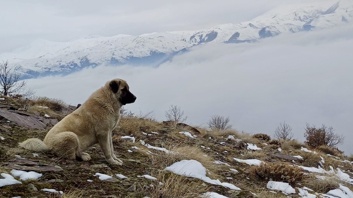 kilosuna aldırmaksızın her pazar babamla dağ bayır gezen yiğido, ikonik pozlar vermeyi de ihmal etmiyor. 🧿