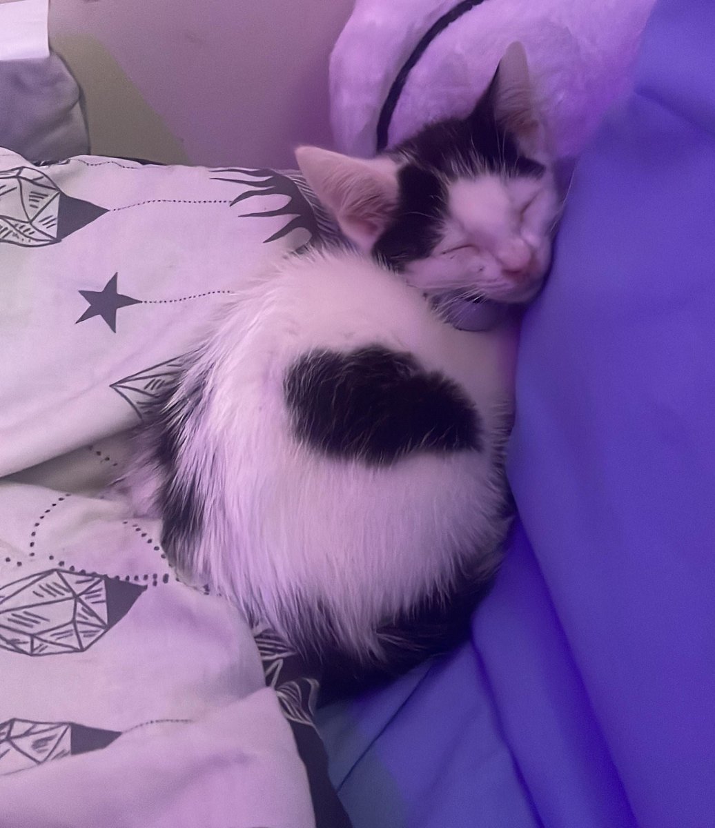 Shacozzi's tweet image. did 2 tasks at work and now I have a 2h break