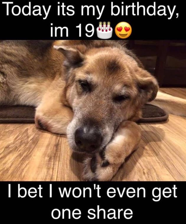 Best in Dogs tweet media