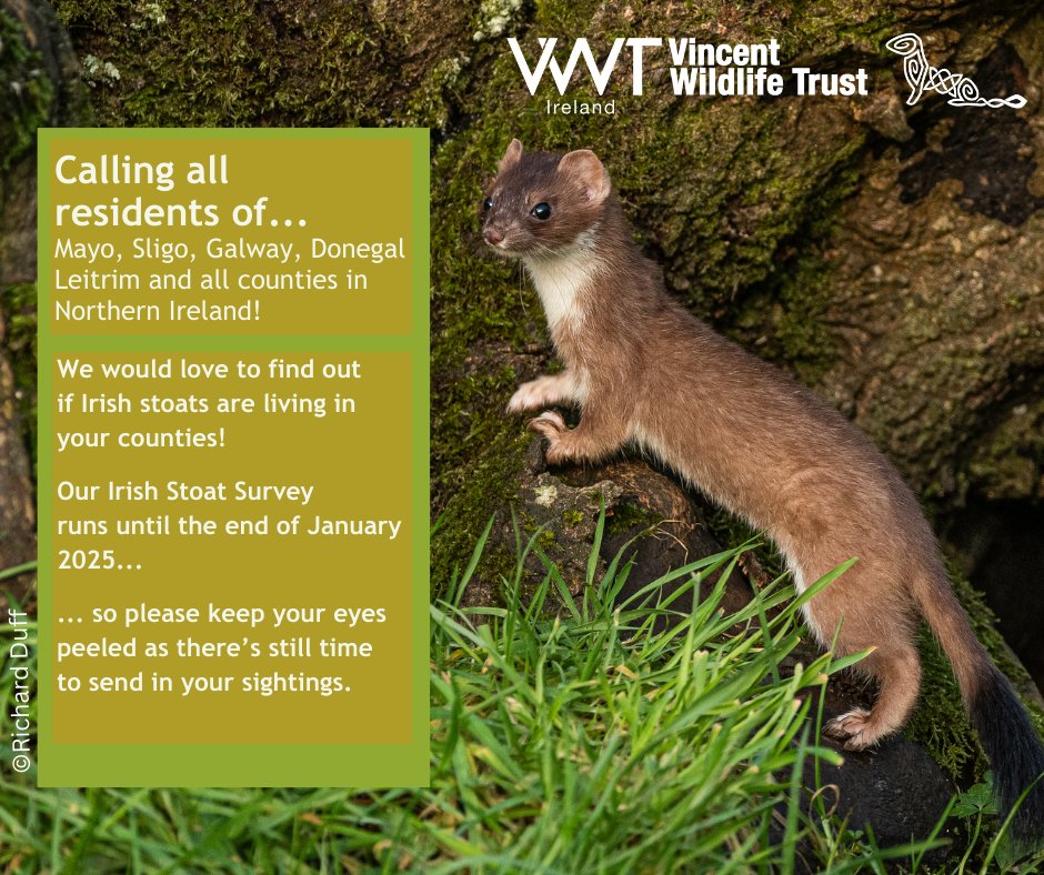 IrishStoatSurvey tweet media
