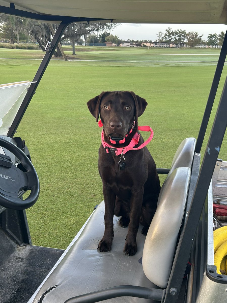 Dave Ferrin (@daveferrin6) on Twitter photo She’s keeping her eyes on everything this morning! Growing up so fast. 9 months old yesterday! <a href="/DogsOfTurf/">Dogs Of Turf</a> She’s keeping her eyes on everything this morning! Growing up so fast. 9 months old yesterday! <a href="/DogsOfTurf/">Dogs Of Turf</a>