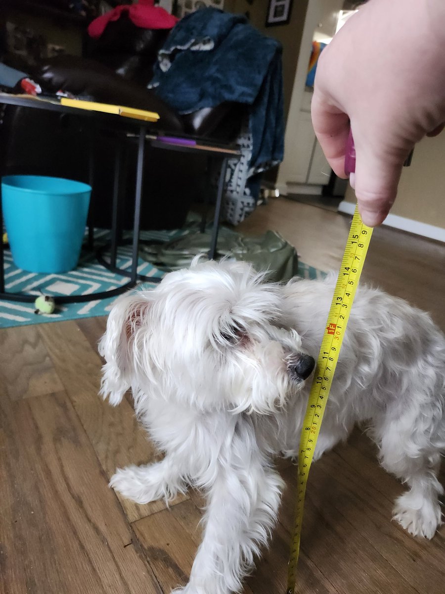 Wow I am not disappointed in the ❄️ for Dale City, VA! It's currently up to <a href="/NatsPups/">Winnie and Saffy</a> Saffy's elbows / Winnie's belly. That also = 8 inches for all you people who insist on using proper measuring tools.