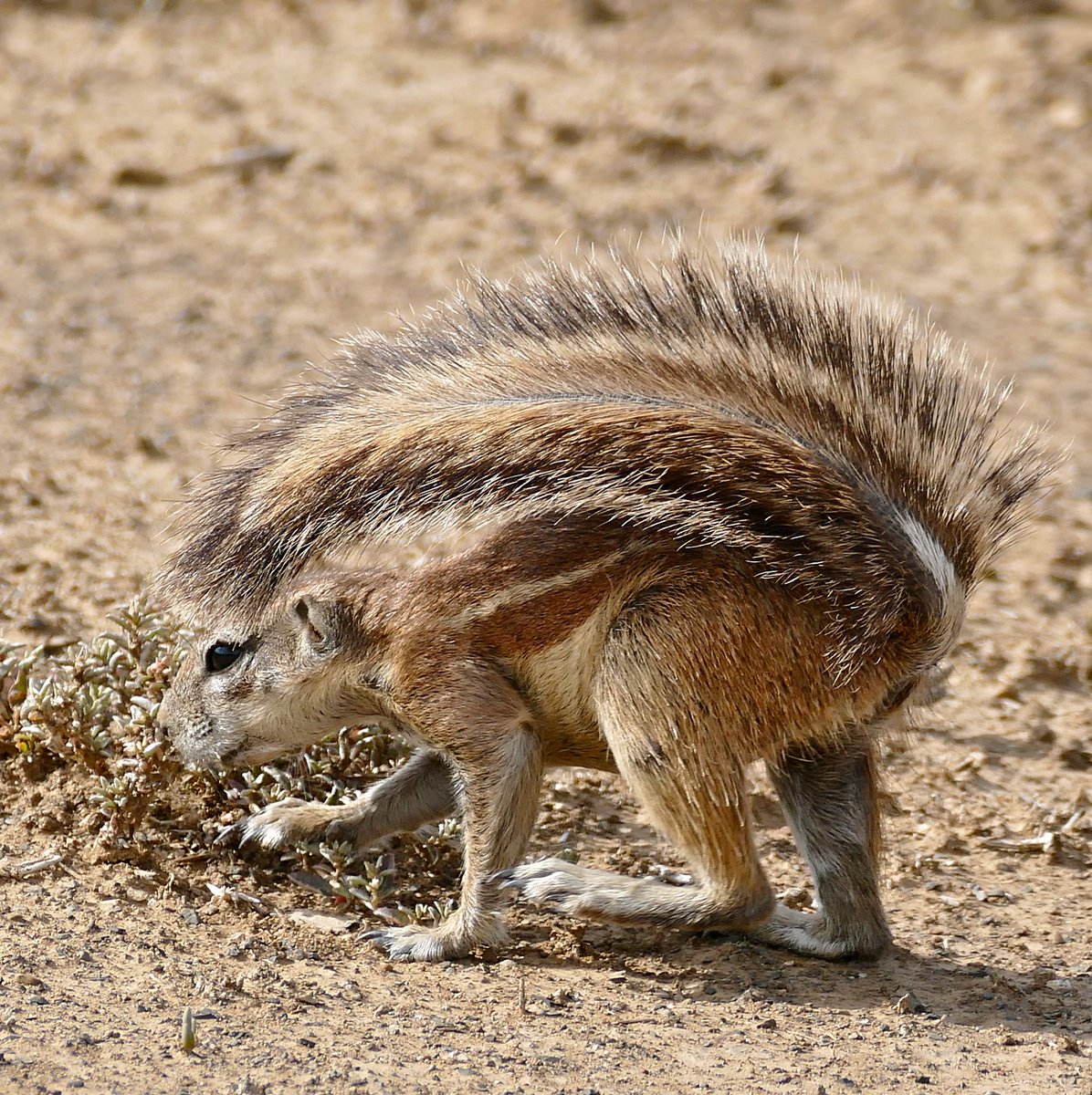 angela p-swafford tweet media