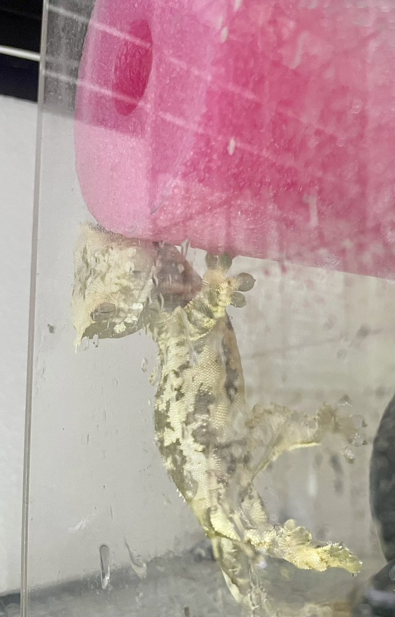 どういうことなん？
霧吹きしても動かず