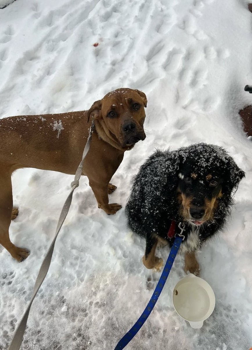 <a href="/PoPville/">PoPville</a> Hi, I found these two running down Florida Ave NW this morning. They’re warm and safe now but trying to connect with their owners.