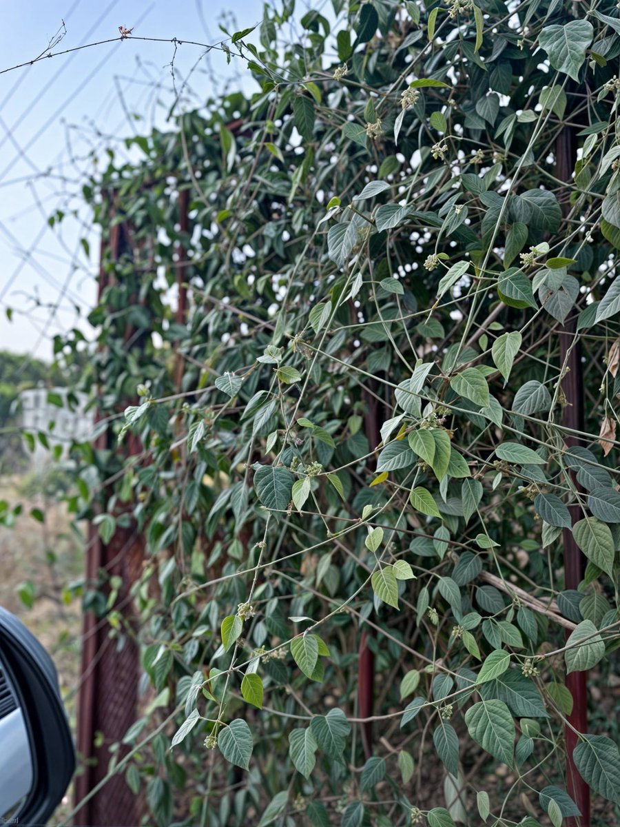 R refaei tweet media