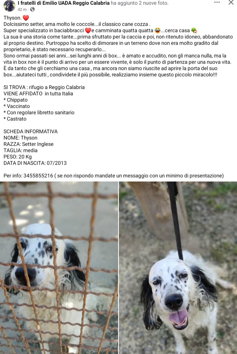 unonlus's tweet photo. #tyson #cercafamiglia
🆘️🆘️🆘️🆘️🆘️🆘️
#uadareggiocalabria
Sitrova al rifugio a Reggio Calabria
da 6 anni ormai 🥺🥺🥺🥺
DATA DI NASCITA: 07/2013
Per info: 3455855216 (se non risponde mandate un messaggio con un minimo di presentazione) https://t.co/whtbSYUZNi