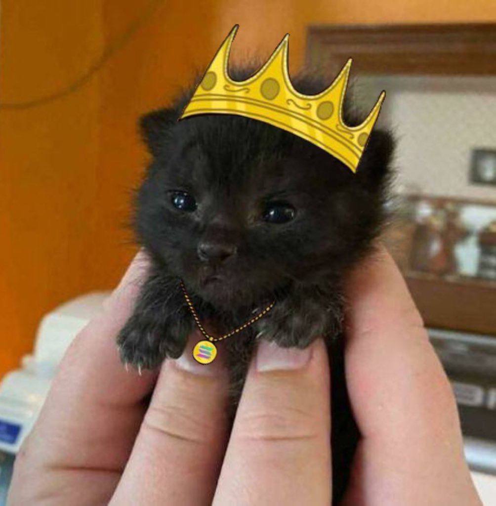 smilemf_'s tweet image. 🐈‍⬛👑🐈‍⬛👑👑👑🐈‍⬛👑👑👑🐈‍⬛👑🐈‍⬛👑
🐈‍⬛👑🐈‍⬛🐈‍⬛👑🐈‍⬛🐈‍⬛🐈‍⬛👑🐈‍⬛🐈‍⬛   👑👑
🐈‍⬛👑🐈‍⬛🐈‍⬛👑🐈‍⬛🐈‍⬛🐈‍⬛👑🐈‍⬛🐈‍⬛🐈‍⬛👑🐈‍⬛
🐈‍⬛👑🐈‍⬛🐈‍⬛👑🐈‍⬛🐈‍⬛🐈‍⬛👑🐈‍⬛🐈‍⬛🐈‍⬛👑🐈‍⬛

$ITTY