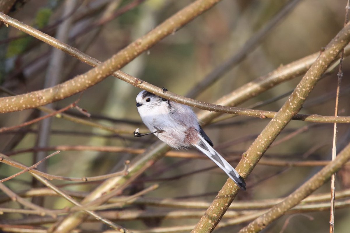 Long tailed tit in harpenden garden