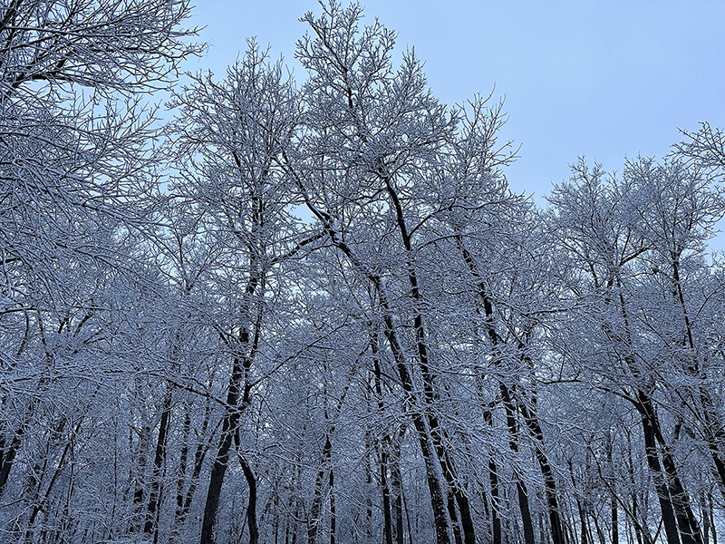 For the safety of our customers &amp; staff, we will delay opening all SBKC locations until noon on 1/6. We're here to serve you over the phone and via our Live Teller Machines 8am-6pm. You can also access your accounts anytime via Online Banking and our Mobile App. 📸Susan C