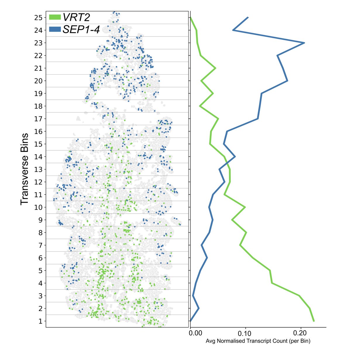 5/9 We were able to identify previously proposed gene expression gradients that play a role in this patterning- we identified patterns of VRT2 and SEP expression, which we found to be spatially restricted and form opposing patterns along the apical-basal axis