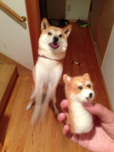 Shiba Every Hour (@shibaeveryhour) on Twitter photo 