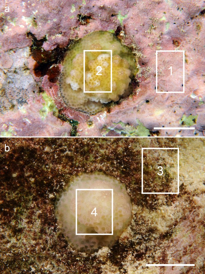 MicrobiomeJ's tweet image. In #EnvironmentalMicrobiome

🔎Investigating #MicrobialCommunities associated with different Crustose Coralline #Algae species🪸🪸

📢CCA and their associated bacteria influence the microbiome composition of the #coral recruits

doi.org/nzwn