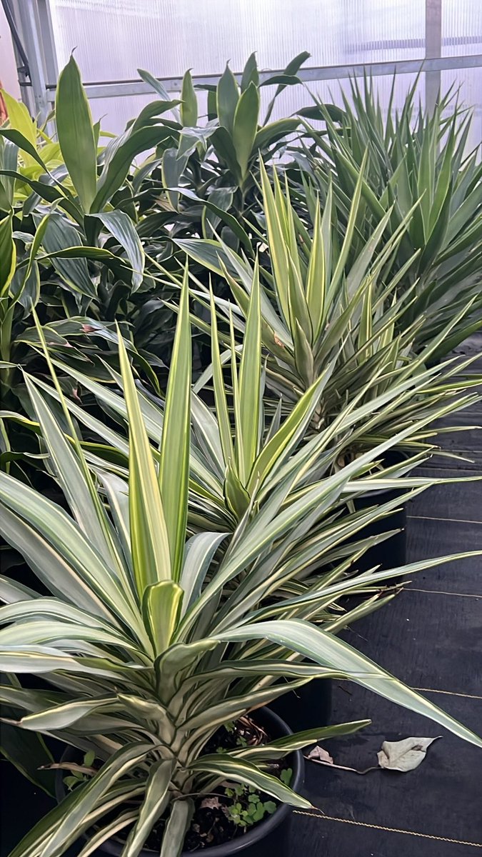 LivingDecor_'s tweet photo. https://t.co/GgBuWNEr5w