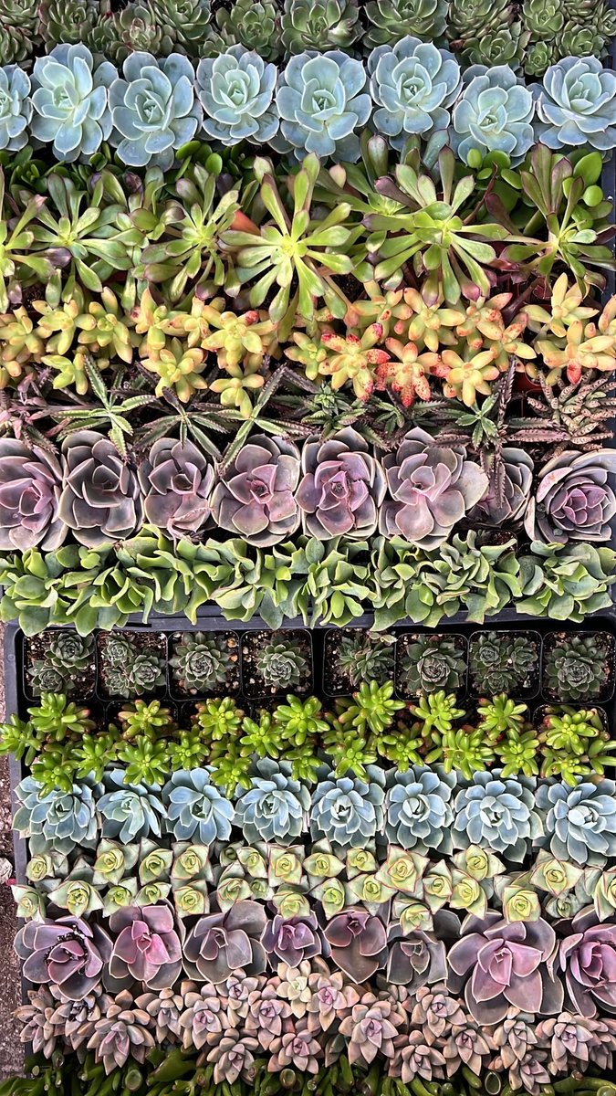 LivingDecor_'s tweet photo. Succulents #succulents #plants #cactus #denver https://t.co/g6eP4ILXbZ