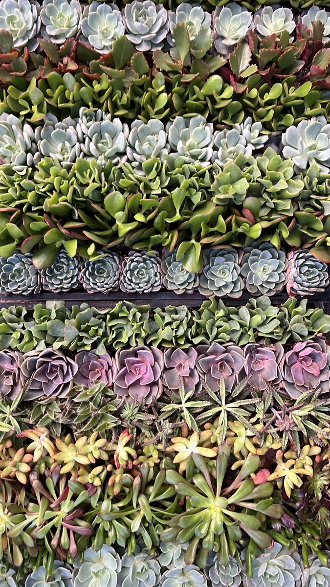LivingDecor_'s tweet photo. Succulents #succulents #plants #cactus #denver https://t.co/g6eP4ILXbZ