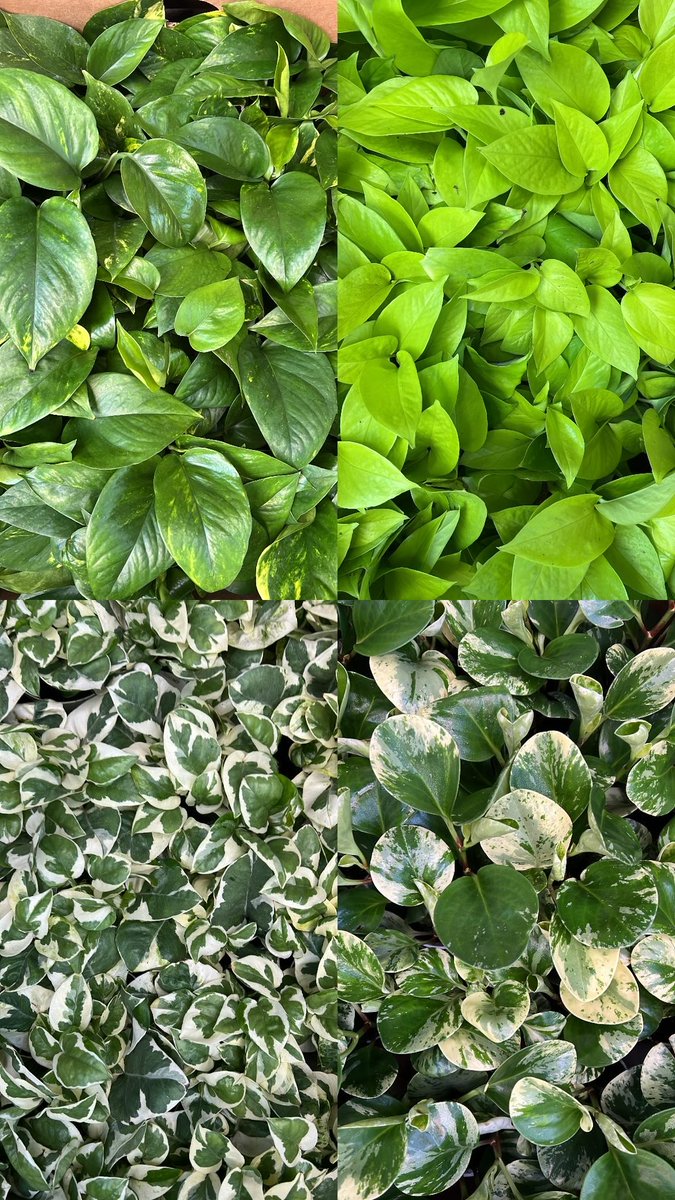 LivingDecor_'s tweet photo. 💚🌵 #plants #denver https://t.co/R8KAfeqevR