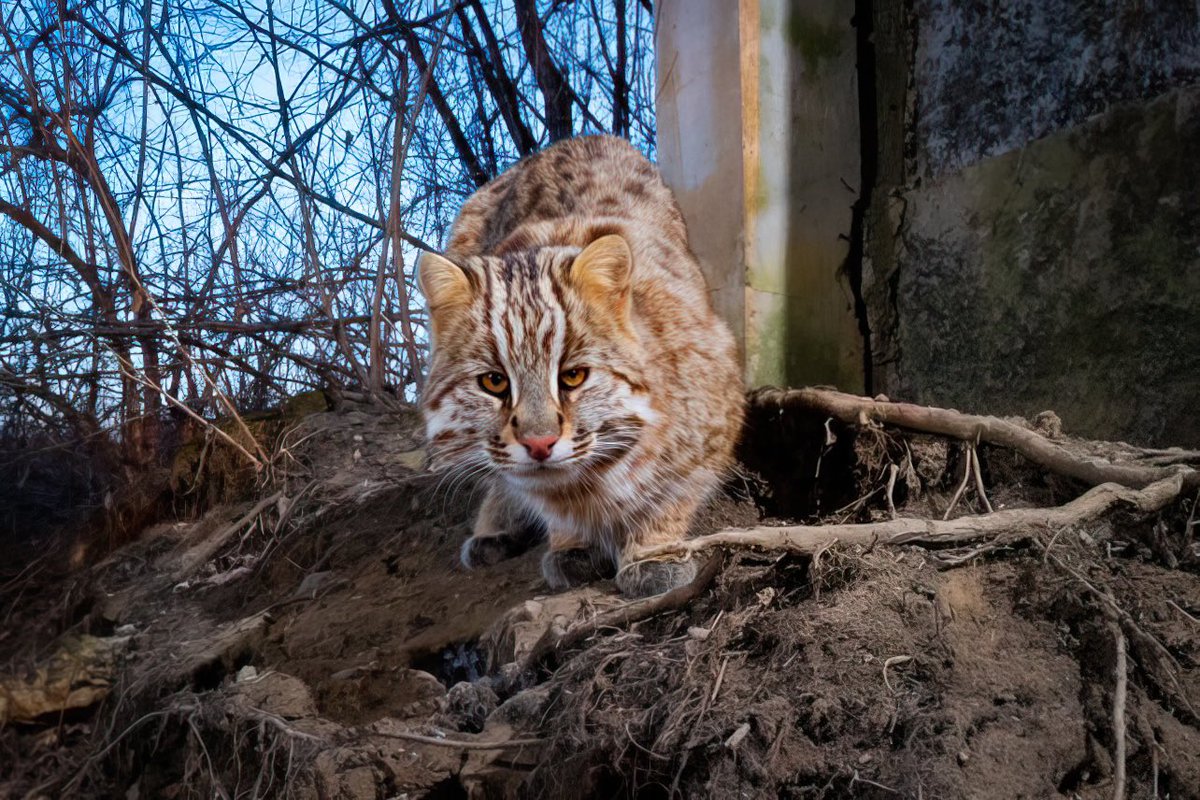 Photographer Yuriy Smityuk

"I finally managed to photograph another small but very rare cat in Primorsky Krai in the Russian Far East. This is an Amur forest cat or leopard cat, a northern subspecies of the Bengal cat, and is listed as an endangered species”