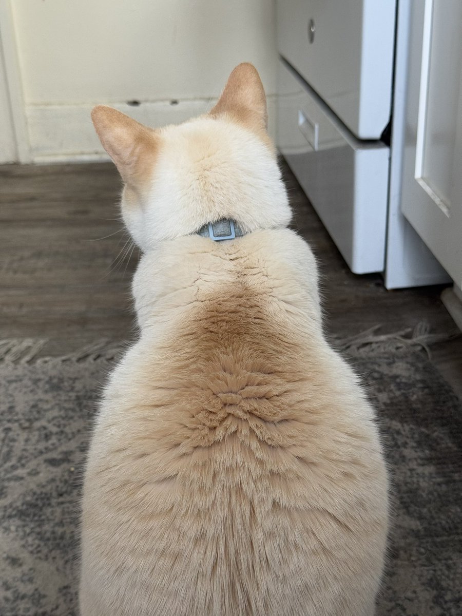 celestialsibs's tweet photo. have you ever seen such a perfectly toasted pear https://t.co/pATKfuWAky