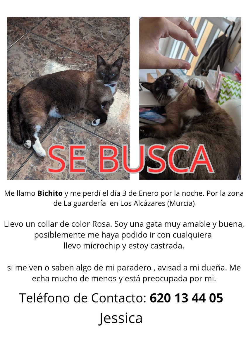 Por favor, me ayudáis para que pueda encontrar a mi gata? Desaparecida en Los Alcázares (Murcia)