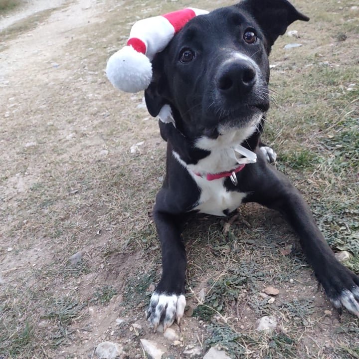 VoiceRescue's tweet photo. 1456 DAYS IN RESCUE!
Meet Aurora, a 3-year-old shepherd mix with a heart of gold! This gentle soul is a cuddle enthusiast who will melt your heart with her affectionate nature. Aurora is sure to captivate your heart whether she's snuggling up next to you or gazing up at you with adoring eyes.
While she may be a bit shy initially, Aurora warms up quickly to new friends and environments. Once you've gained her trust, prepare for a playful and energetic companion who loves running, playing, and exploring!
One of Aurora's most charming qualities is her ability to get along with everyone - dogs and cats alike! Whether you have a furry family at home or are looking for a solo companion, Aurora is the perfect fit.
This lovely lady is ready to find her forever home, where she'll shower her new family with love, loyalty, and endless cuddles. Aurora is spayed, microchipped, and up-to-date on vaccinations, weighing 62 pounds of pure love.
Come meet Aurora today and discover the joy she's ready to share!
https://t.co/XJlzP3nfe1