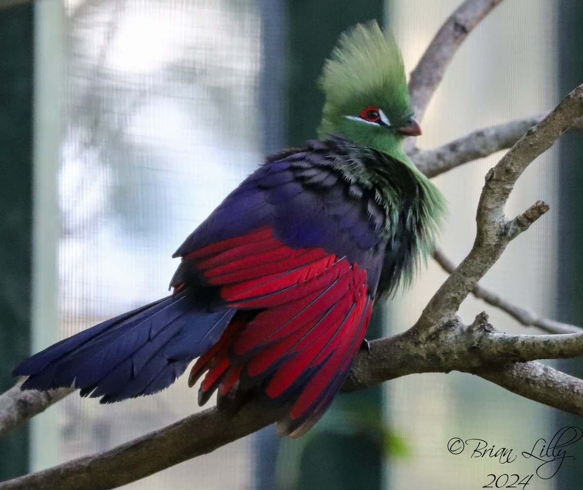 brglilly's tweet image. Green turaco showing off the red under wing @PaigntonZoo #turaco #birds
