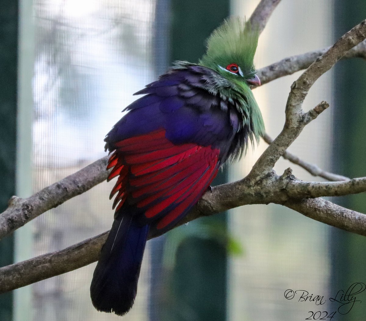 brglilly's tweet image. Green turaco showing off the red under wing @PaigntonZoo #turaco #birds