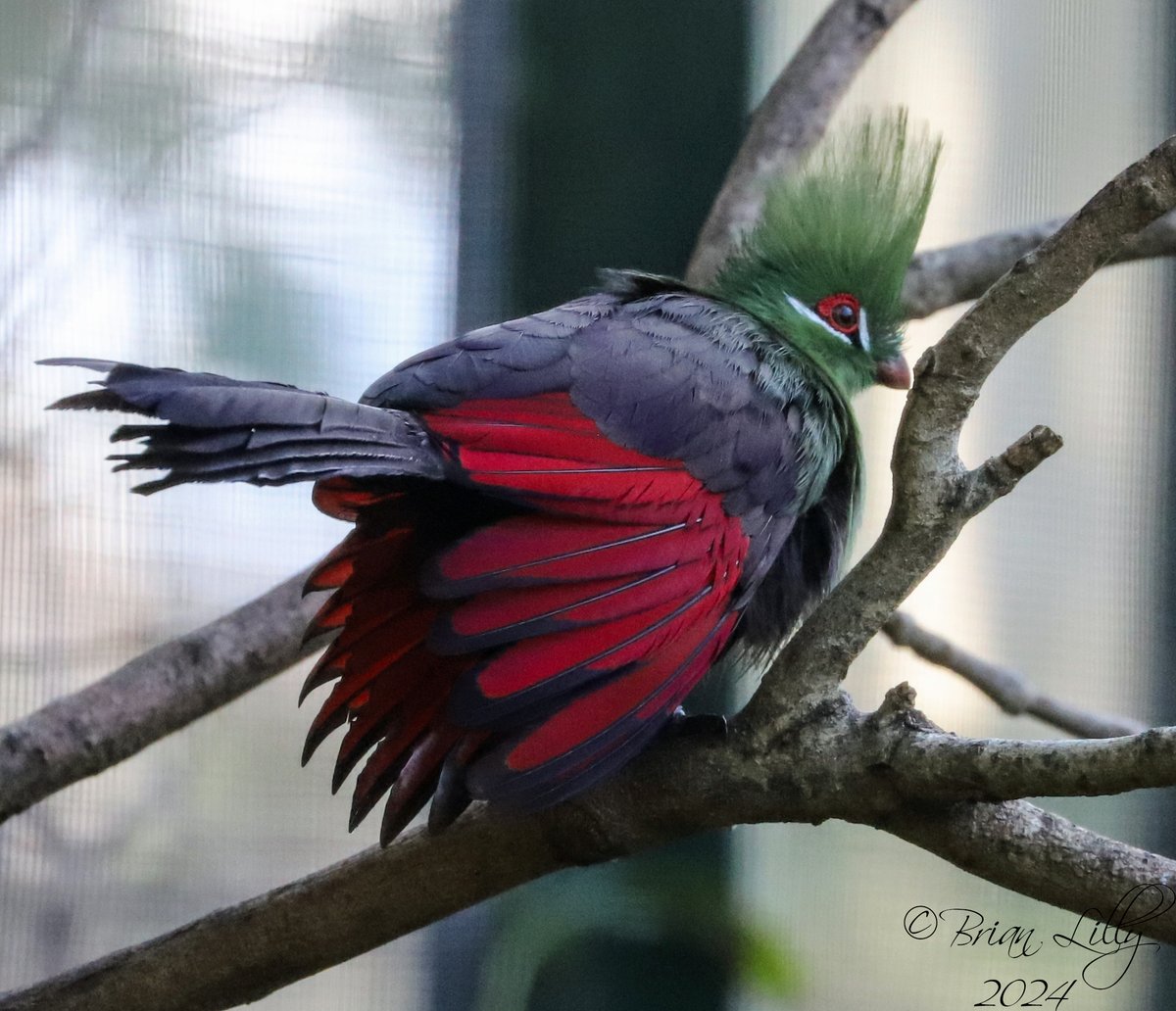 brglilly's tweet image. Green turaco showing off the red under wing @PaigntonZoo #turaco #birds
