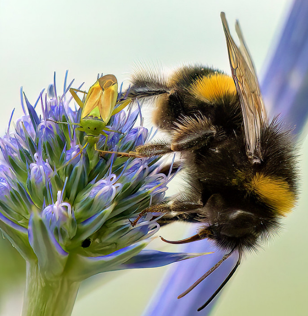 PhD Offering in movement ecology in the UK! Pls spread the word to folks who might be interested. More details in posts and here bit.ly/4h3LKkF