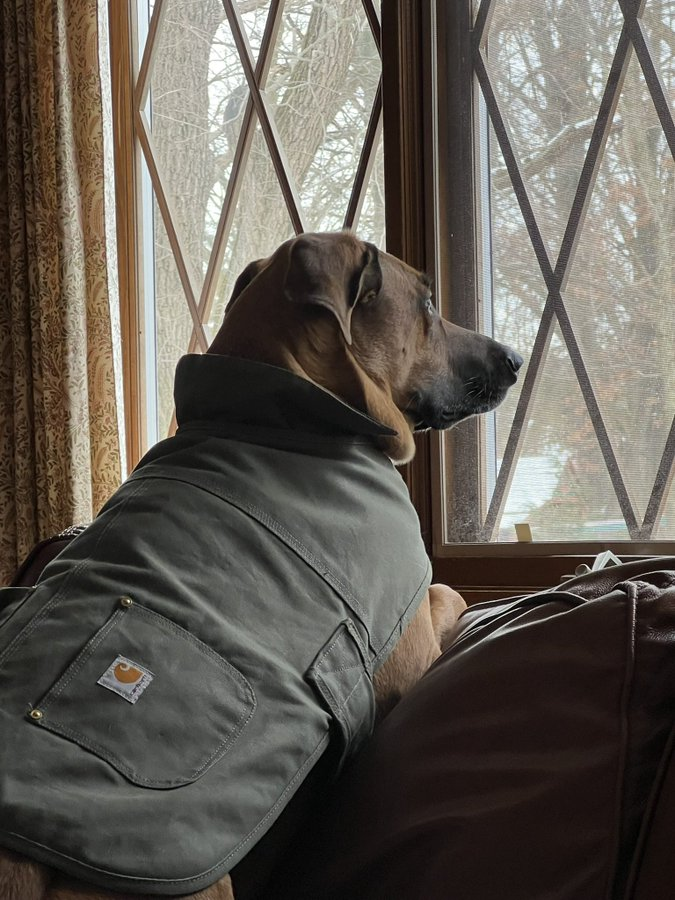 Red waiting for the big snow. ☃️