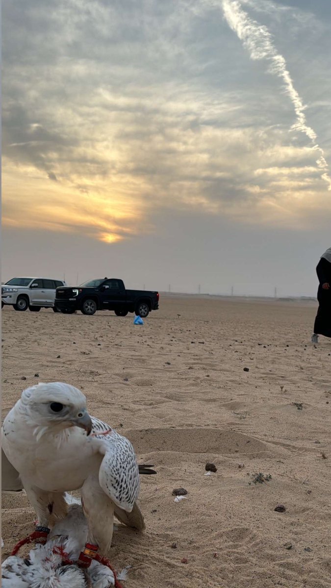 على كثر من ينهزم في معركة غبر السنين
لله در الي يدسم شاربه ويغبره 

ما يجعل الرشاش سعره مثل سعر المارتين
الا وقوعه في يد الي ما يعرف يخبره 

مغامرٍ باغلى ما تنجبه الحروف الكلمتين
مدري تكون معبرة ولا مهي بمعبرة 

حتى الهنوف الي تطالع فالرجال بنص عين
اغض عنها طرف عيني مقبله ومدبره